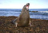 Southern Elephant Seal 